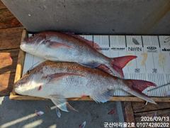 ★★아리울2호★★ 참돔 먼바다 145수!!(9/13) 사진