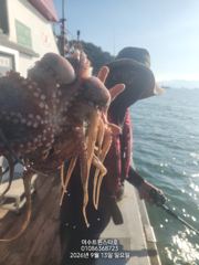 실시간여수돌문어ㆍ마릿수굿ㆍ씨알굿ㆍ오늘밤12시자리가능 사진