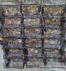 (화요일야간예약중)13일 야간문어 우당탕피딩먹폭 사진