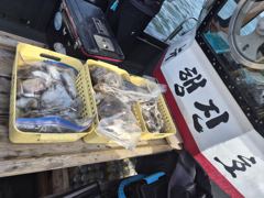 26년 9월 13일 쭈갑 조황 사진