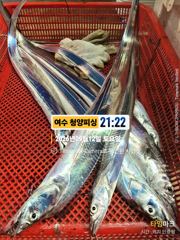 [여수,광양] 여수 청양피싱 9월 13일 입항조황입니다. 사진