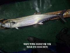 대삼치 피크시즌 호조황//야간팁런 굿!! 사진