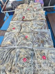 13일, 군산쭈꾸미~ 싸이즈도 점점~물때 상관없이 제대로 나오네요~ 오후반 굿굿 망탱이 조황~~군산낚시프라자 월명호 사진
