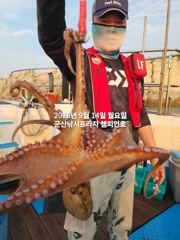 14일, 해볼만한 문어~부쩍 굵어진 군산문어들~~싸이즈 제대로~실시간~내일도 갑니다~군산 챔피언호 사진