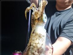 1   [통영] 무늬오징어 마리수조황~ 1 사진