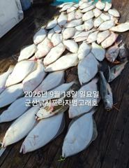 14일, 군산쭈꾸미~ 싸이즈도 점점~물때 상관없이 제대로 나오네요~~~군산낚시프라자 그랜드호 사진