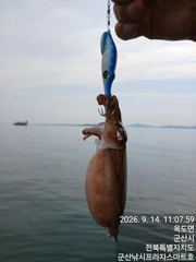 14일, 군산쭈꾸미~ 싸이즈도 점점~물때 상관없이 제대로 나오네요~~~군산낚시프라자 스마트호 사진