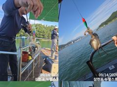 쭈꾸미 호황!! 삼천포 뉴펄스호 사진