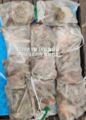 14일, 해볼만한 문어~좋은 싸이즈가 낚이는 군산문어들~10명출조 조황~내일도 갑니다~군산 챔피언호 사진