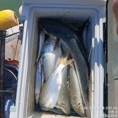 [사천] (사천저도좌대&펜션)9윌14일 저도좌대 조황 사진