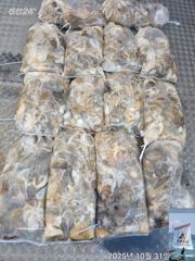 [사천] 쭈꾸꾸미 (17일부터 모집 중 ~) 사진