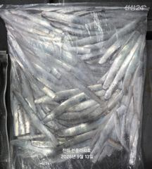 12일<내만 갈치>폭풍 입질로 느나느나~마릿수Good! 수,목,금,토~예약중 사진