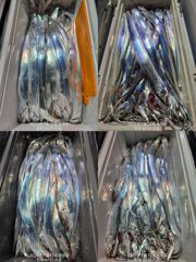 내만 갈치 새벽 피딩에 정신 없고~~(화욜부터 예약 가능) 사진