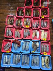 [통영] 팁런) 무늬 덩치가 훌쩍 커졌네요~(1500만원 이벤트) 사진