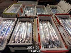 [진해] 16석.먼바다왕갈치(외줄)쿨러조황!오늘 자리여유(추석연휴,추석당… 사진