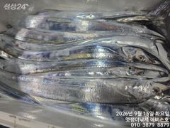 은빛 대갈치 만쿨에 도장도 찍고 오늘자리 사진