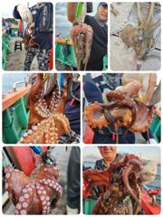 포항돌문어조황 오늘화요일 출조잡혀있습니다 모집중입니다 사진