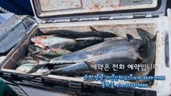 50마리씩 100마리씩 가을 선상낚시 최고 손맛 동해바다낚시 포인트 속초 양양 대선단배낚시 사진