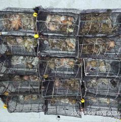 [진해] (오늘야간예약중)14일 야간문어 중치급퍽퍽올리고~ 사진