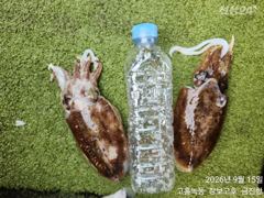 [고흥,녹동] 추석재수용 녹동돌문어 대박조황 ~ 사진