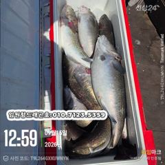 임원항드래곤호 왕대구 조황입니다 사진