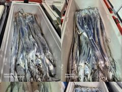 통영영운호14석) 먼바다 왕갈치 전원 골고루 잡았습니다 사진