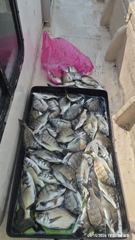 [마산] 진동 피싱 투어 연일 초 대박 60수 사진