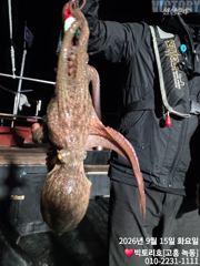15일 문어 조황 올립니다 사진