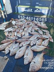 ★★후크스타호★15(화) 참돔 대박 조황★ 사진