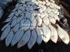 9월15일 날씨도 상관없다~초대박 "대광어"~오늘도 굿굿굿~참돔,우럭등 다양한 손맛~12분대박조황~내일도 갑니다~ 군산낚시프라자 범고래호 사진