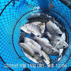 [사천] 삼천포 내만권 감성돔 사진