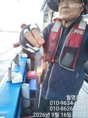 16일, 군산쭈꾸미~ 싸이즈도 점점~오늘도 나오네요~오전/오후반 전문~실시간~군산낚시프라자 월명호 사진