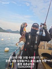 [통영] 통영 금정호 오전문어 시작부터 손맛 재미납니다 내일 자리여유있습… 사진