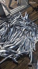 [진해] 내만갈치)고공행진~손맛,씨알,마리수~~ 사진