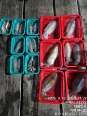 내만(무늬오징어) 팀런에 두자리수 뽑아냅니다~야호(오늘밤 예약) 사진