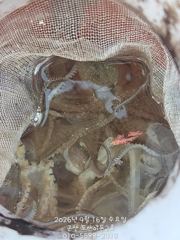 [군산포세이돈2호]16일 쭈꾸미 실시간~~~~ 사진