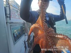[진해] "여밭돌문어" 대물은 없지만 개인17수14수12수10수등 마릿수… 사진