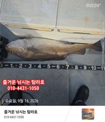 임원항 탐라호 왕대구 조황 입니다 사진
