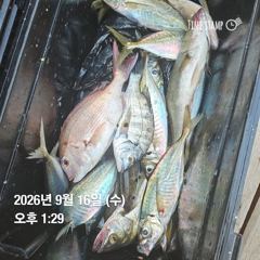 거제 ( 어구 일성호 ) 감성돔 참돔 전갱이 ! 전마선 조황 ~ 사진