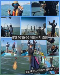[피닉스피싱호] 9월 16일(수) 체험낚시 조황 - 물살 죽으니 따박따박 올라옵니다 사진