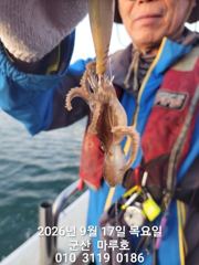 9월 17일 군산 마루호 쭈꾸미 실시간조항~☆ 사진