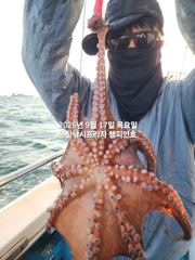 17일, 어제 대박에 이어, 덩치급 문어가 낚이기 시작합니다~실시간~내일도 갑니다~군산 챔피언호 사진