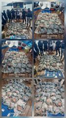[여수,광양] 돌문어 내일7자리여유 현재 잘 나오고 있다고 합니다.… 사진