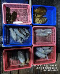 [경주] (씨스타호) 절반 이상 선실행… 악조건 속 무늬오징어 사진
