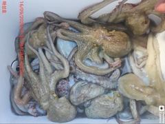 [진해] <<돌문어 매일호조황 120여수 초보조사님들도 두자리수-내일정출… 사진