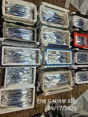 17일새벽 내만갈치 초~대박 계속 이어져~ 느나느나~!!일요일부터 예약가능 사진