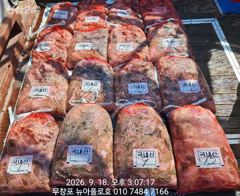 9월18일 무창포뉴아폴로호 대박 쭈꾸미망태기조황 사진