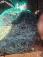 9월18일 다크호스호 쭈꾸미 갑오징어 망태기 조황 입니다. 사진