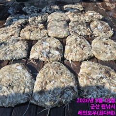 <자연호> 쭈꾸미 오후 마무리 굿 조황(18일)-싸이즈 굿~마릿수 굿~! 사진