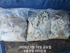 [홍원항타이탄호] 9월18일(금) 사이즈 좋아진 쭈꾸미~(쭈갑) 조황 사진